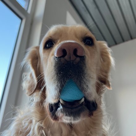 Oliver, a golden retriever